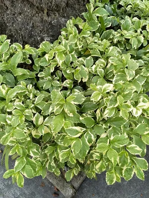 绿色清新植物