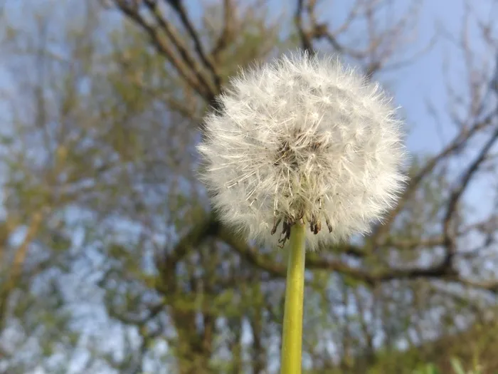 一株白色蒲公英花图片