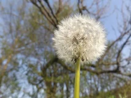 一株白色蒲公英花图片 一株白色蒲公英花图片