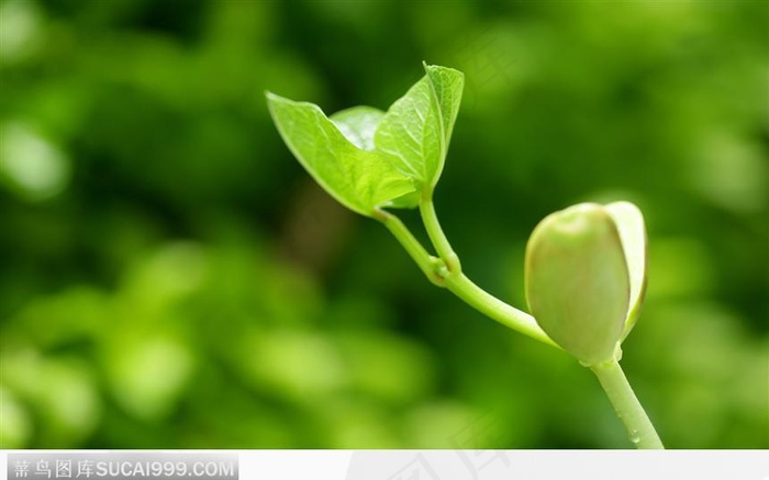 还未完全出壳的嫩芽