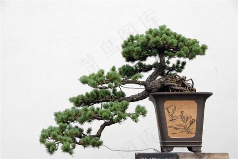 松树观赏盆景素材