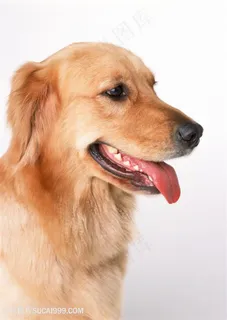 高清吐舌头的金毛狗狗侧面特写图片