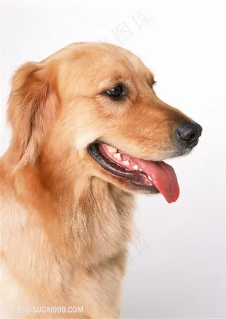 高清吐舌头的金毛狗狗侧面特写图片