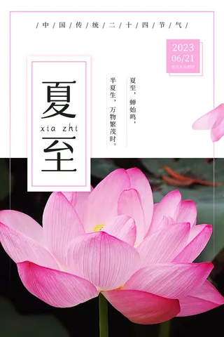 夏至海报  浅粉色  二十四节气  广告设计  荷花