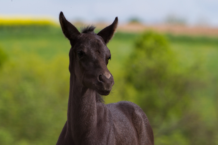 马动物野马草原野生动物草原