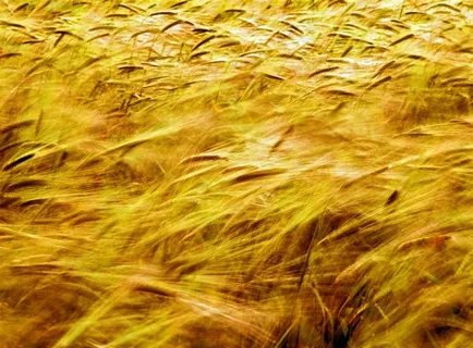 高清唯美麦田田园风光图片 高清唯美麦田田园风光图片