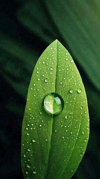 夏天绿植叶子露珠萌芽清新，雨水白露谷雨摄影图