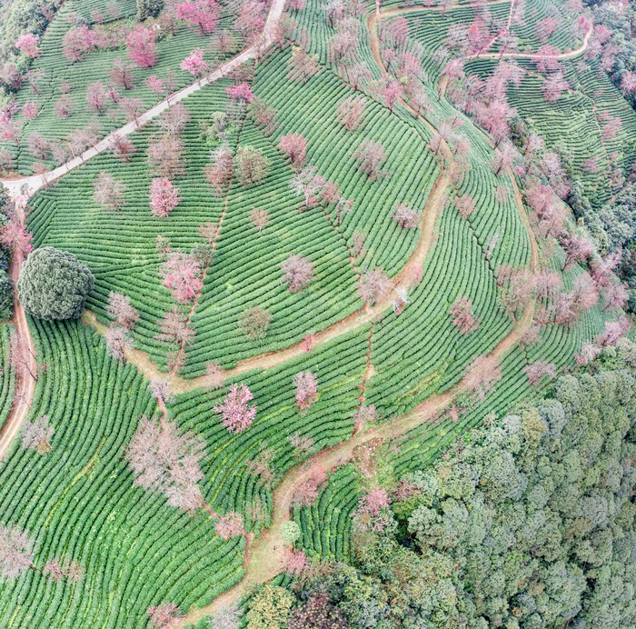 南涧无量山茶园