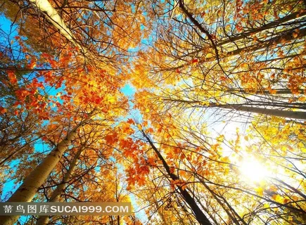 仰望枫树高清图片