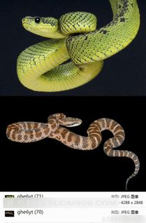 蛇高清素材图片