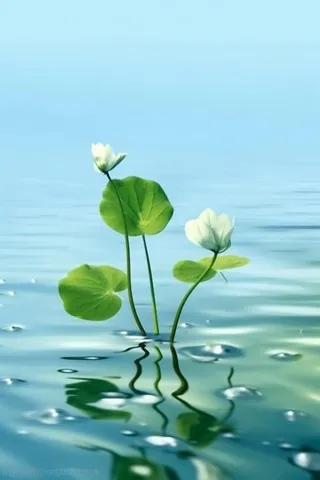 荷叶节气水滴宁静背景图