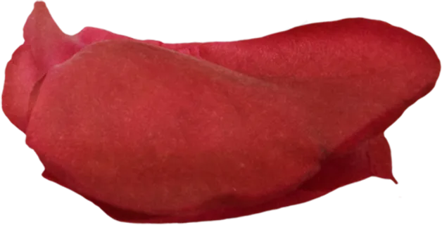 花瓣花朵免扣图片  