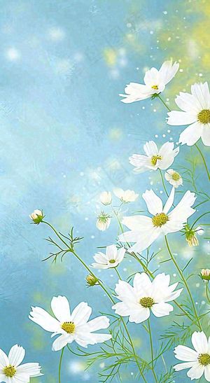 春天清新白色花朵温馨，蓝色朦胧，立春惊蛰春分摄影图