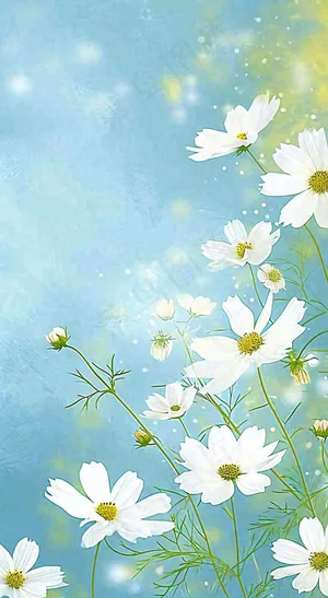 春天清新白色花朵温馨，蓝色朦胧，立春惊蛰春分摄影图