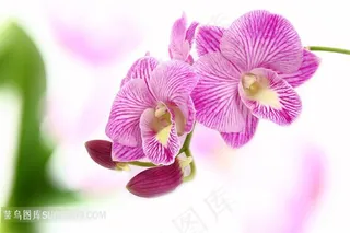 高清兰花特写图片