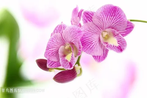 高清兰花特写图片 高清兰花特写图片