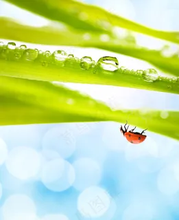 绿叶和飘虫图片下载 绿叶和飘虫图片下载