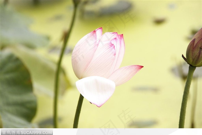 漂亮的荷花鲜花图片