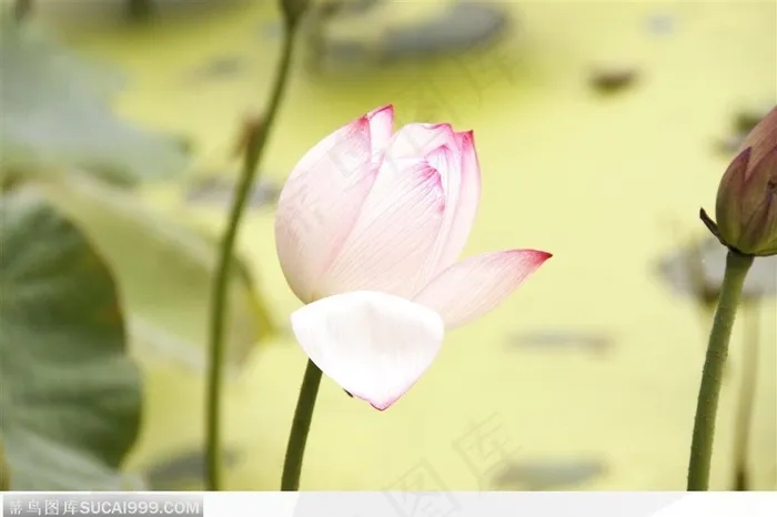 漂亮的荷花鲜花图片