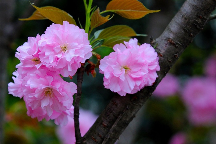 鲜花粉色樱花