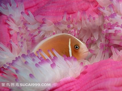 珊瑚礁丛中的鱼素材