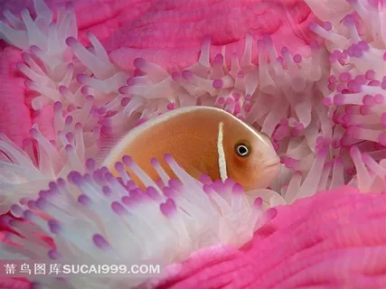 珊瑚礁丛中的鱼素材