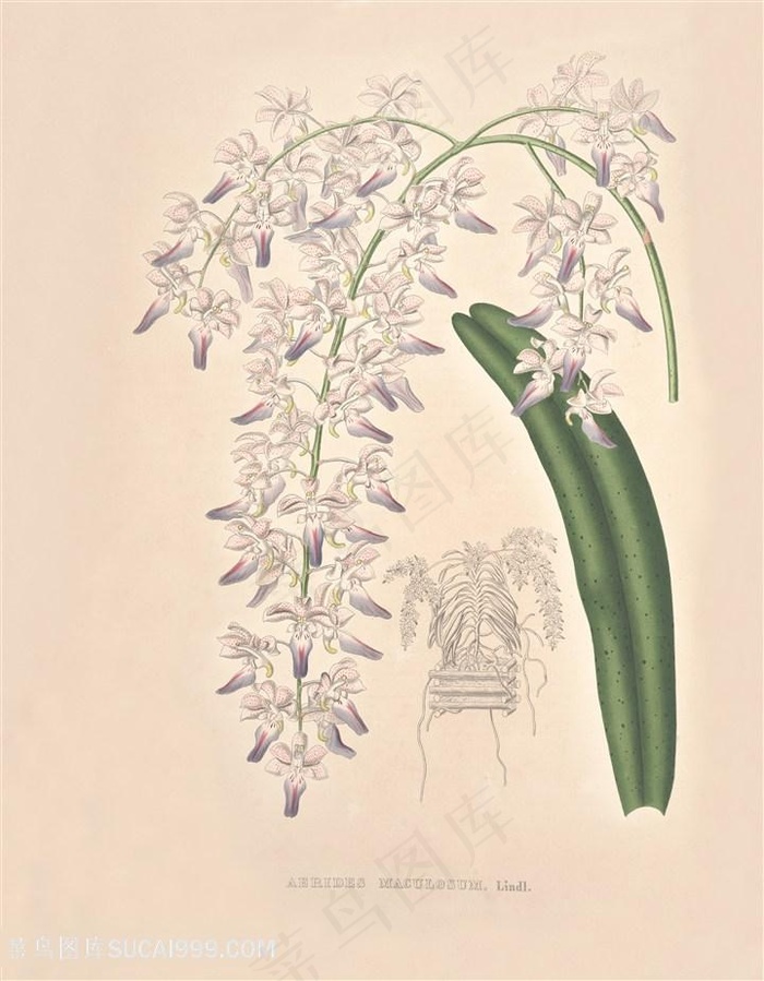 手绘高清兰花唯美插画