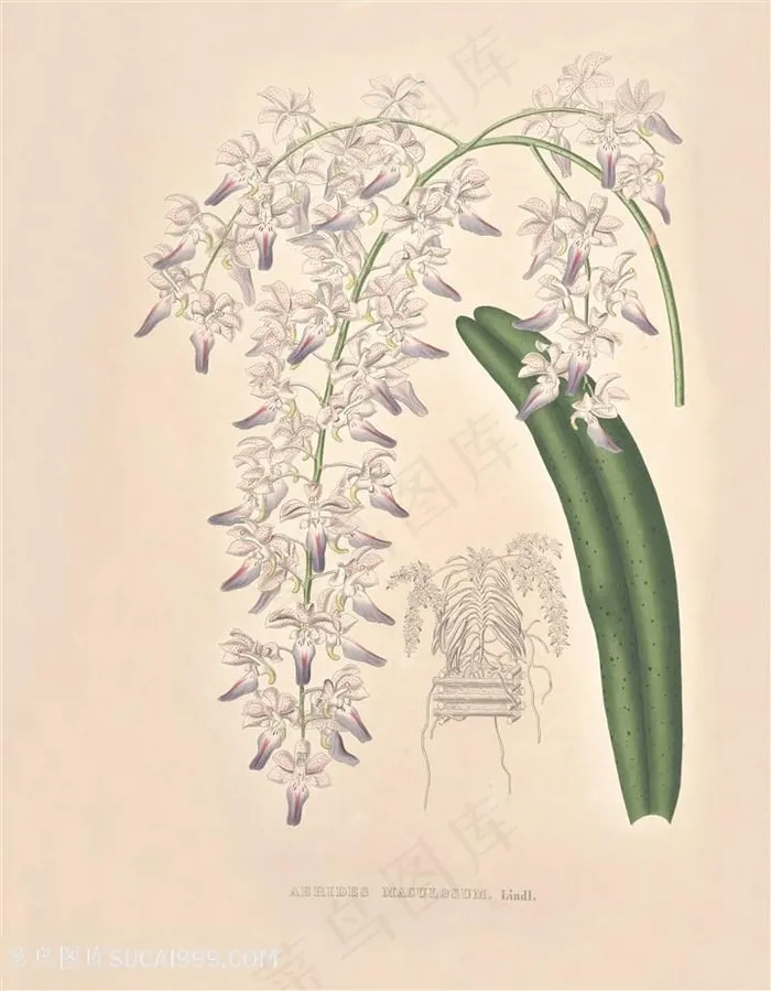 手绘高清兰花唯美插画
