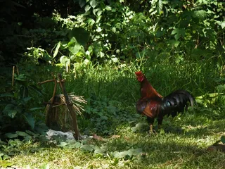 鸡母鸡走地鸡散养鸡鸡肉农村牧场