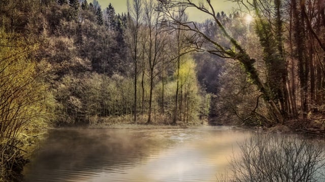 湖, 池塘, 树木, 水, 多雾路段, 薄雾, 太阳, 日出