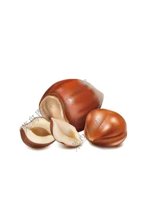 板栗-榛子矢量图