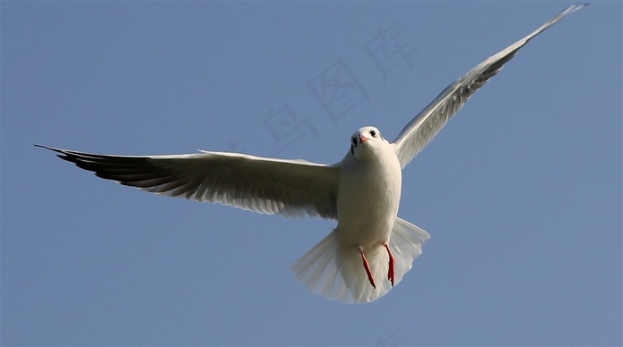 天空翱翔的海鸥摄影素材