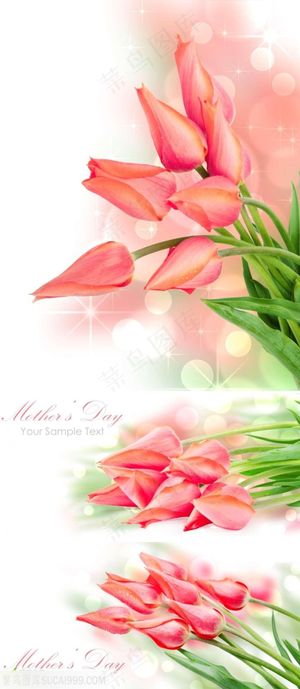 漂亮的粉色郁金香素材