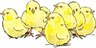 黄色小鸡卡通画图片