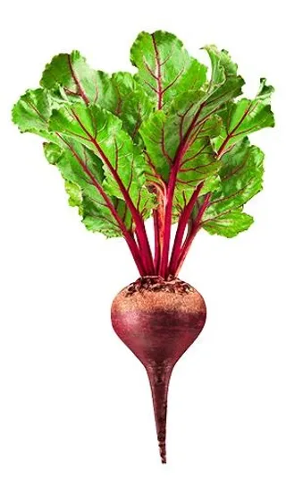 甜菜 PNG免抠