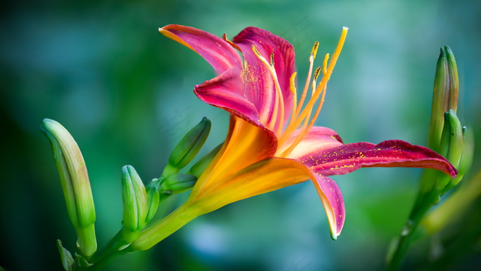 粉百合花特写镜头照片