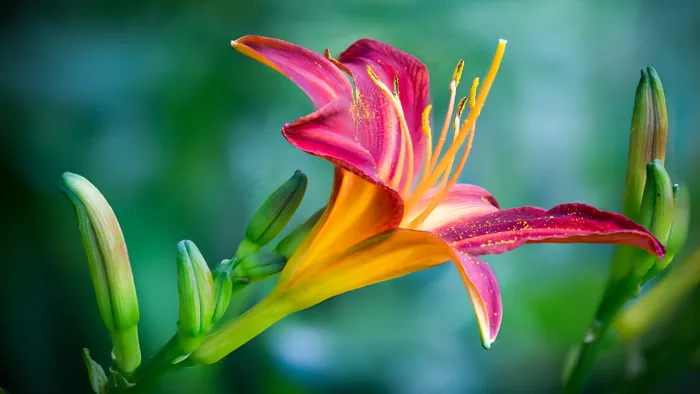 粉百合花特写镜头照片