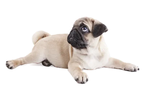 小狗打坐吉娃娃