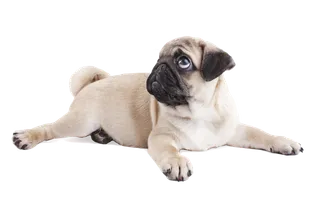 小狗打坐吉娃娃