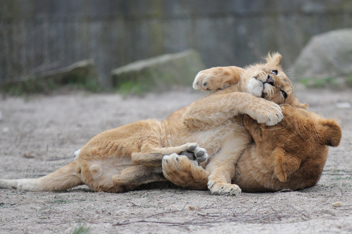 狮子动物园动物森林野生设计素材