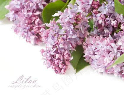 淡雅清香丁香花图片 淡雅清香丁香花图片