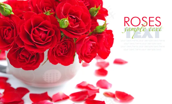 红色玫瑰插花图片