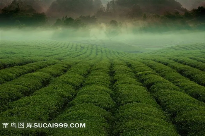 绿色茶海风景图片