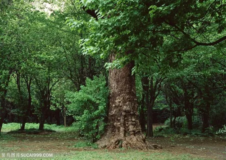 树林树木-在树林中的一颗参天大树树竿特写