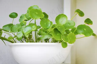 铜钱草高清图片