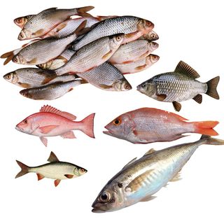 免抠各种鱼实物摄影图片