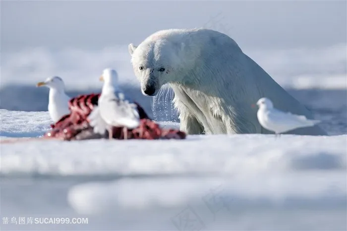 鸽子与北极熊图片