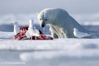 鸽子与北极熊图片