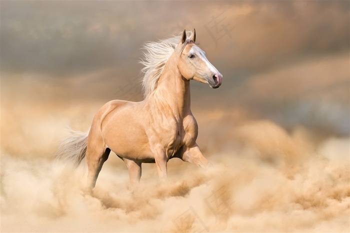 草黄色的骏马图片