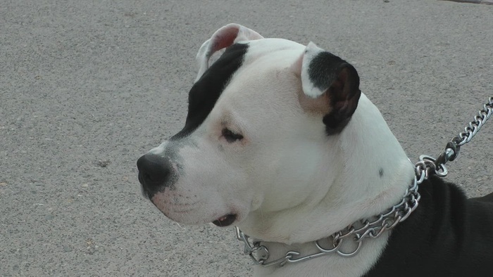 狗在街上拴在皮带上